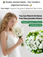 Premium Perfume Jasmine - Farm-Fresh Long-Blooming Fragrant Flower Plant (300 Days Bloom)