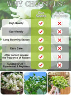 Premium Perfume Jasmine - Farm-Fresh Long-Blooming Fragrant Flower Plant (300 Days Bloom)