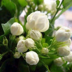 Premium Perfume Jasmine - Farm-Fresh Long-Blooming Fragrant Flower Plant (300 Days Bloom)