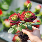 Rose Plant – Red and Green Foliage