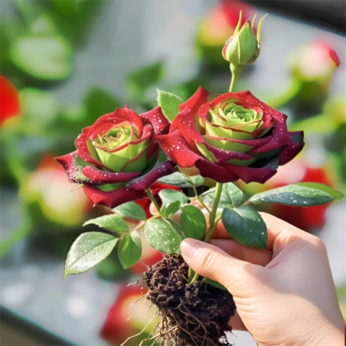 Rose Plant – Red and Green Foliage