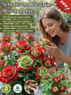 Rose Plant – Red and Green Foliage
