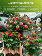 Rose Plant – Red and Green Foliage