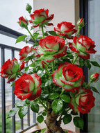 Rose Plant – Red and Green Foliage