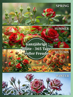 Rose Plant – Red and Green Foliage