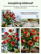 Rose Plant – Red and Green Foliage