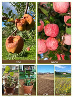 Soil Activator - Fertility Enhancer for Healthier Plant Growth and Root Development