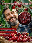Space-Cultivated Cherries - Premium Large Fruit with Long-Term Harvest Promise