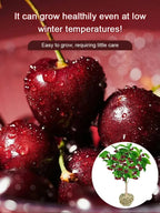 Space-Cultivated Cherries - Premium Large Fruit with Long-Term Harvest Promise