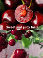 Space-Cultivated Cherries - Premium Large Fruit with Long-Term Harvest Promise