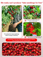 Space-Cultivated Cherries - Premium Large Fruit with Long-Term Harvest Promise
