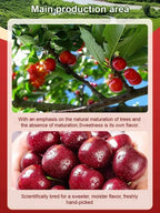 Space-Cultivated Cherries - Premium Large Fruit with Long-Term Harvest Promise