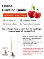 Space-Cultivated Cherries - Premium Large Fruit with Long-Term Harvest Promise