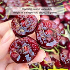 Space-Cultivated Cherries - Premium Large Fruit with Long-Term Harvest Promise