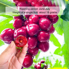 Space-Cultivated Cherries - Premium Large Fruit with Long-Term Harvest Promise