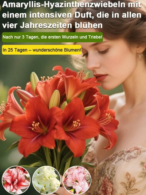 Strongly Fragrant Amaryllis Bulbs - Year-Round Blooming Ornamental Flower Bulbs