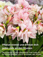 Strongly Fragrant Amaryllis Bulbs - Year-Round Blooming Ornamental Flower Bulbs