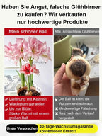 Strongly Fragrant Amaryllis Bulbs - Year-Round Blooming Ornamental Flower Bulbs