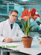 Strongly Fragrant Amaryllis Bulbs - Year-Round Blooming Ornamental Flower Bulbs