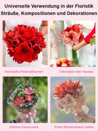 Strongly Fragrant Amaryllis Bulbs - Year-Round Blooming Ornamental Flower Bulbs