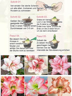 Strongly Fragrant Amaryllis Bulbs - Year-Round Blooming Ornamental Flower Bulbs