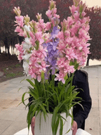 Tuberose Bulbs – Fragrant Flowering Plants
